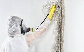 Best Asbestos and Lead Testing During Mold Inspection  in Germantown, TN